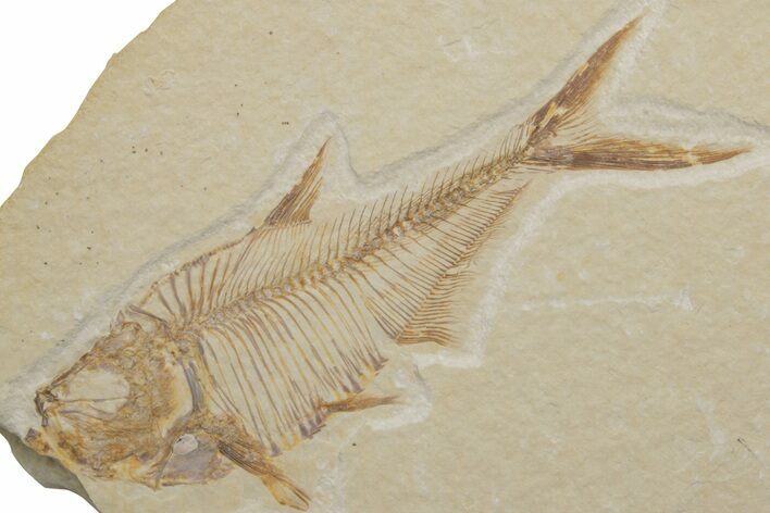 Fossil Fish (Diplomystus) - Green River Formation #217567